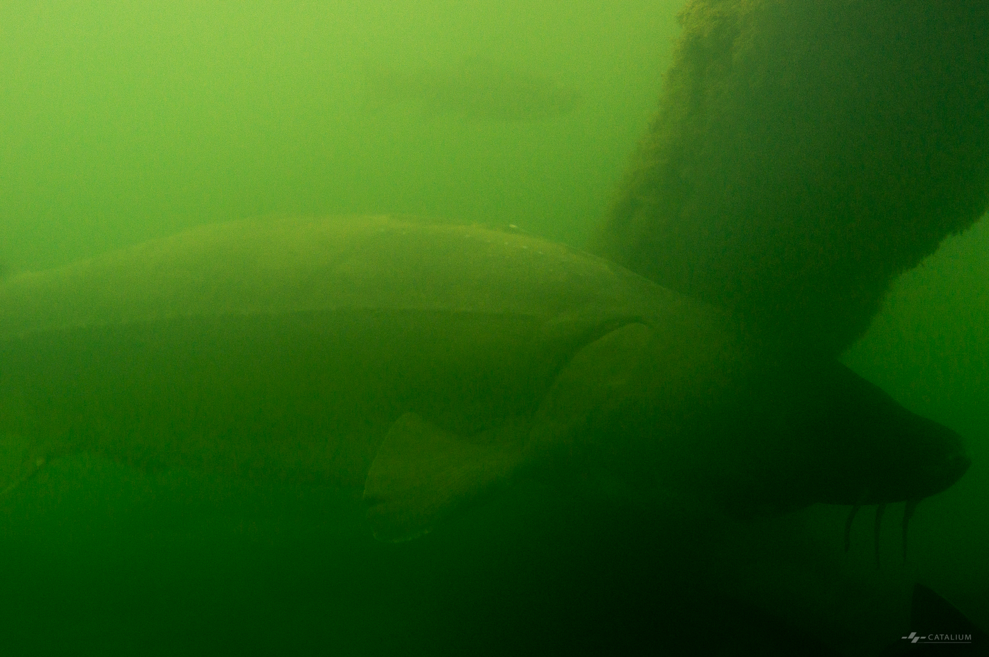 A giant sturgeon in the Bonneville Fish Hatchery